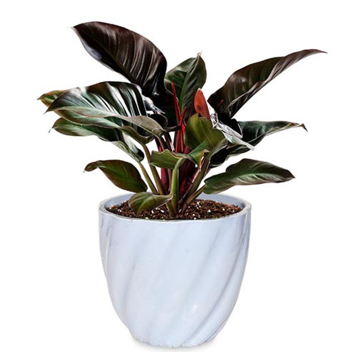 Philodendron Imperial Red in Light Blue Twisted Grace Ceramic Pot